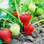 nadszedl-czas-sadzenia-sadzonek-truskawek-oto-najlepsze-dni-na-sadzenie.webp.webp